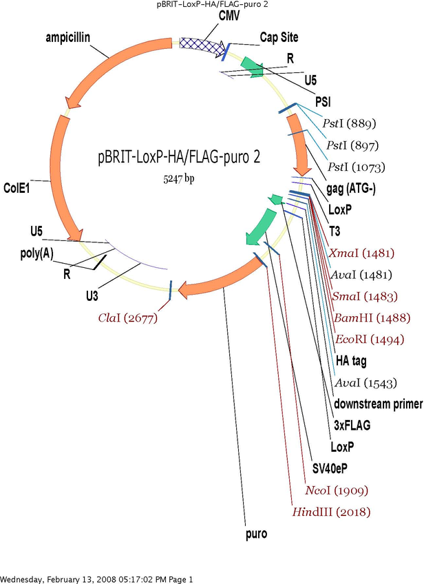 pBRIT HA-FLAG质粒图谱